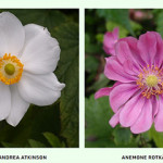 Grown in England Paddock Plants 2