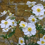 Grown in England Park Eddington House Nursery 2 Grown in England Park Eddington House Nursery 2