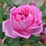 Grown in England Park Pococks Roses 4