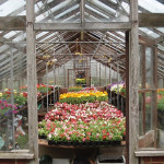 Grown in England  Perennial Favourites Nursery 3