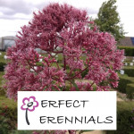 Grown in England Perfect Perennials 1