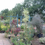 Grown in England Perryhill Nurseries 1