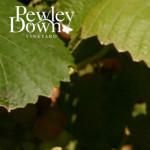 Grown in England Pewley Down Vineyard 1