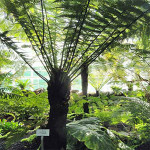 Grown in England Silk Tree Sculptural Plants 3