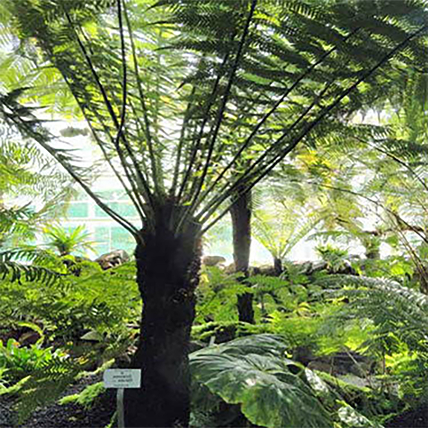 Silk Tree Sculptural Plants Grown In England