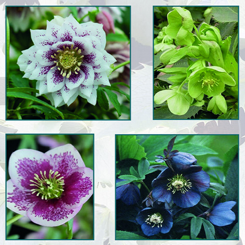 Staverton Nursery – Grown In England