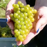 Grown in England Tamar Valley Vineyard 1