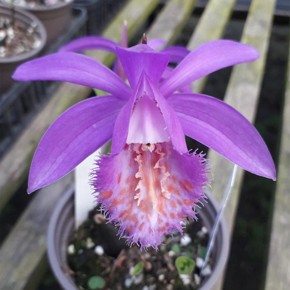 Treseders Plants Grown In England