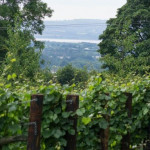 Grown in England Woodchester Valley Vineyard 2
