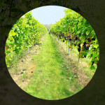 Grown in Wales Danbury Ridge Wine Estate 1
