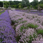 Grown in England Borfolk Lavender 2