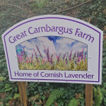 Grown in England Cornish Lavender 3