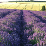 Grown in England Cotswold Lavender 5