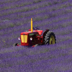 Grown in England Lordington Lavender 8