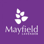 Grown in England Mayfield Lavender 1