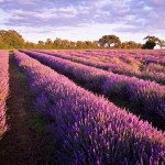 Grown in England Somerset Lavender 1