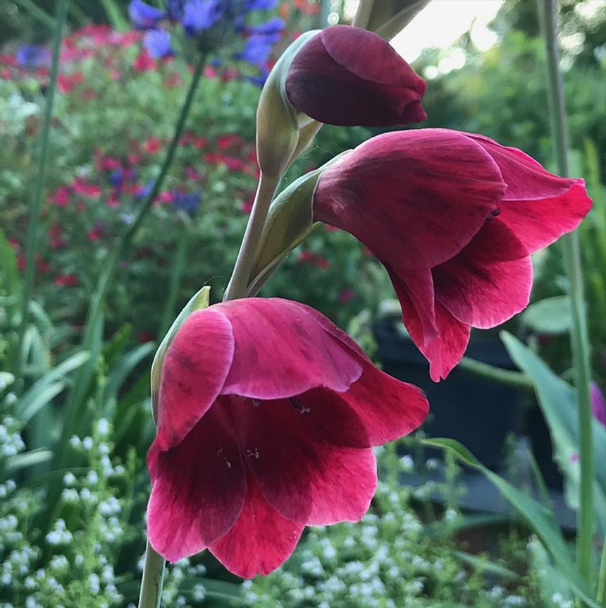 Blue Nurseries Ltd Grown In England