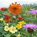 Grown in the UK Shire Plants 2