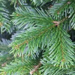 Grown in England Christmas Tree 10