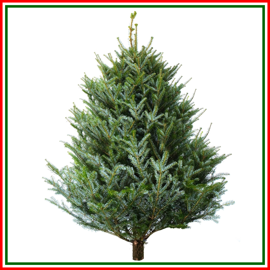 Westley Christmas Trees Grown In England