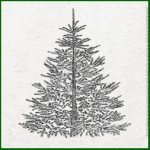 Grown in England Christmas Tree 15
