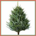 Grown in England Christmas Tree 1