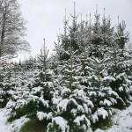 Grown in England Christmas Tree 3