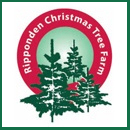 Grown in England Christmas Tree 5 Grown in England Christmas Tree 5
