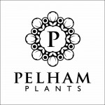 Grown in England Pelham Plants 9