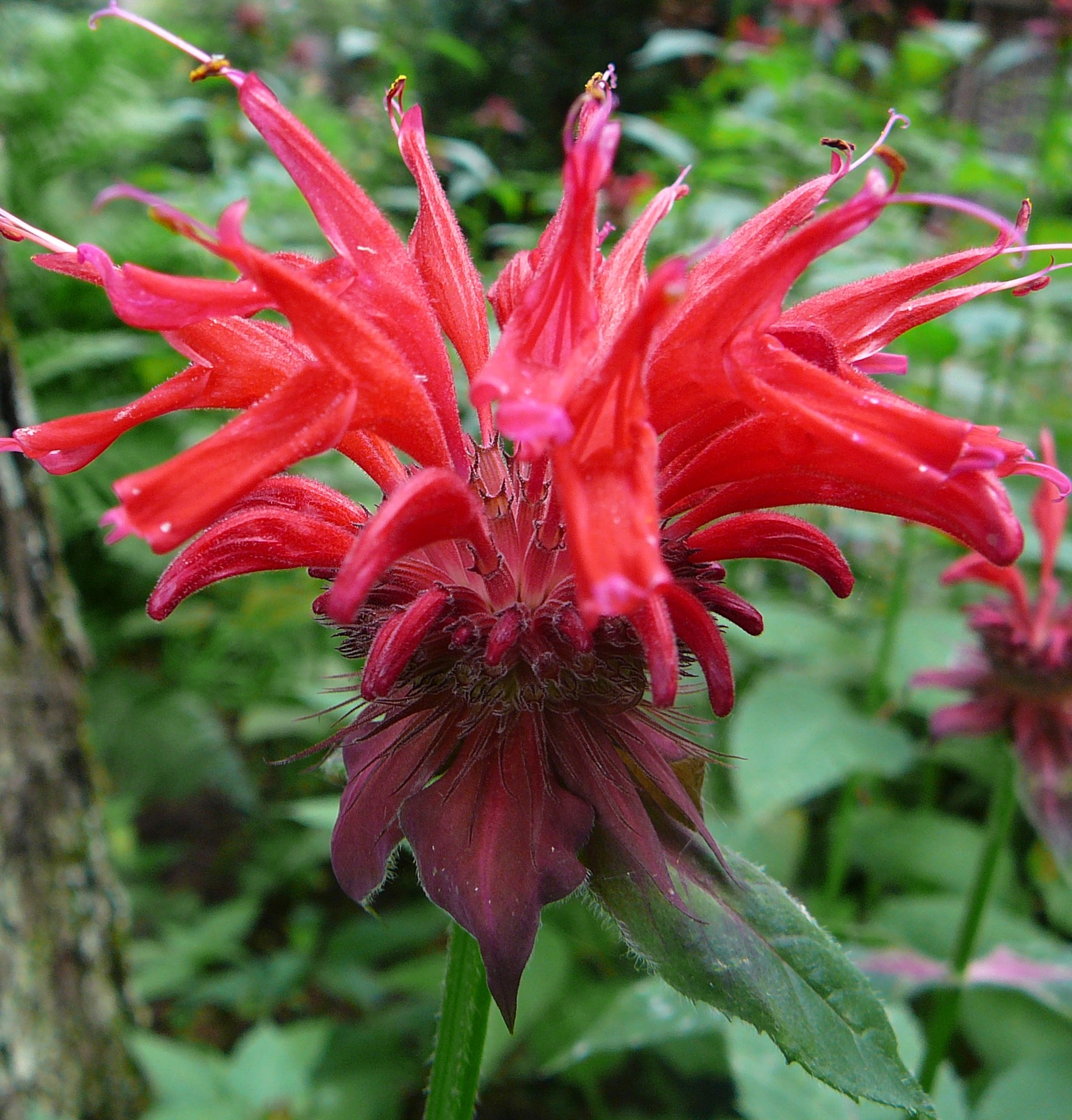 piecemeal-plants-grown-in-england