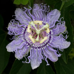 Grown in the UK Tynings Plants 3