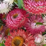 Grown in the UK Wildwood 6