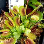 Grown in the UK Wivey Carnivorous 1A
