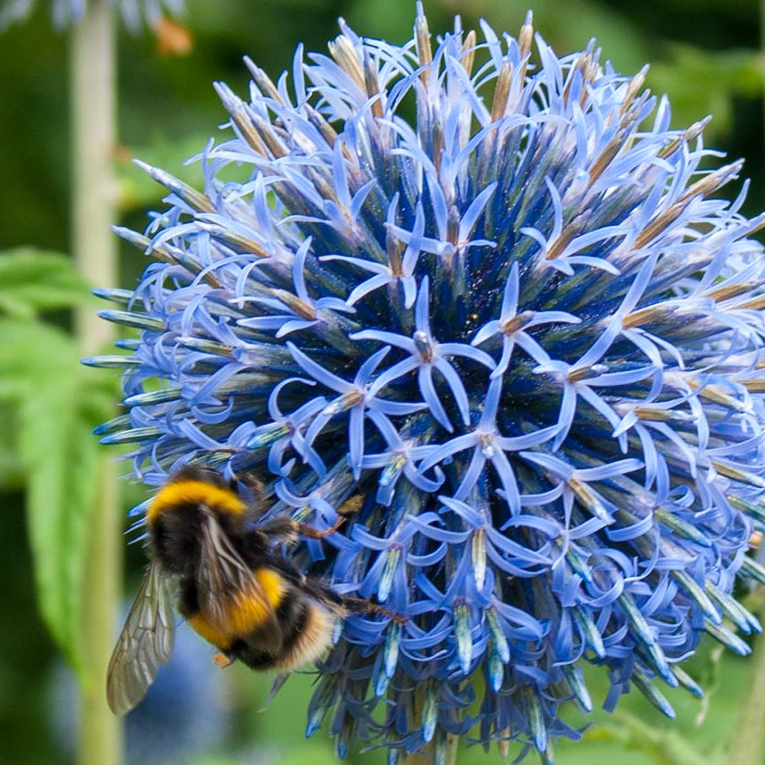 Barnsdale Gardens & Nursery Grown In England