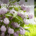 Grown in England Lowaters Nursery 1