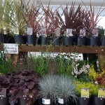 Grown in England Lowaters Nursery 2