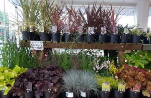 Grown in England Lowaters Nursery 2