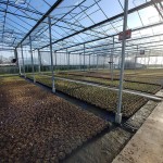 Grown in England Lowaters Nursery 3