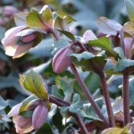 Grown in England Lowaters Nursery 4