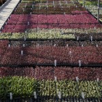 Grown in England Lowaters Nursery 5