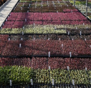 Grown in England Lowaters Nursery 5