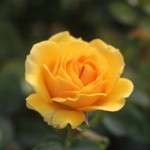 Grown in England Rose 2