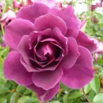 Grown in England Rose 2