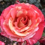 Grown in England Rose 2