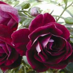 Grown in England Rose 5 Grown in England Rose 5