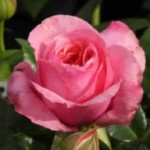 Grown in England Rose 7