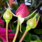 Grown in England Rose 9