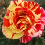 Grown in England Rose 9