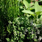 Grown in England  Rose Cottage Herbs & The Lavender Farm 1