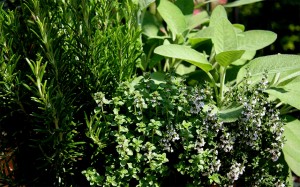 Grown in England  Rose Cottage Herbs & The Lavender Farm 1